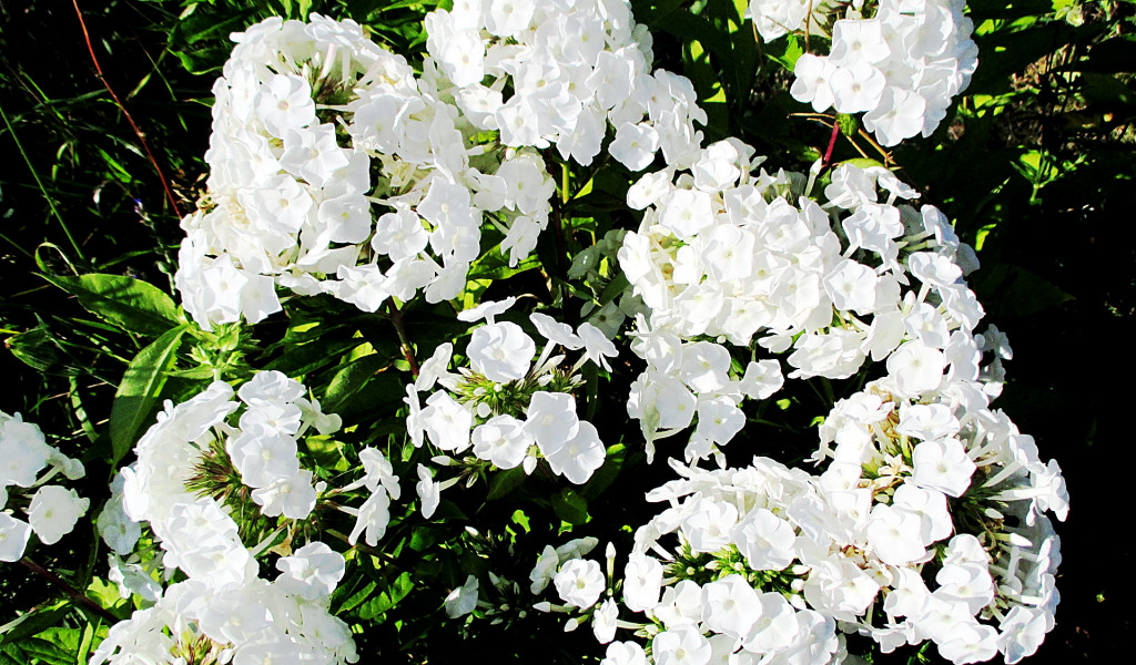 Kwiaty - biały floks