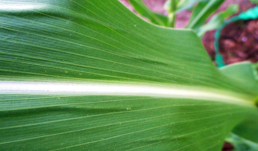 makro zieleń