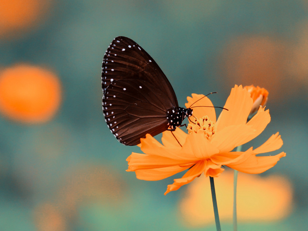 Motyl spija nektar z pomarańczowego kwiatka