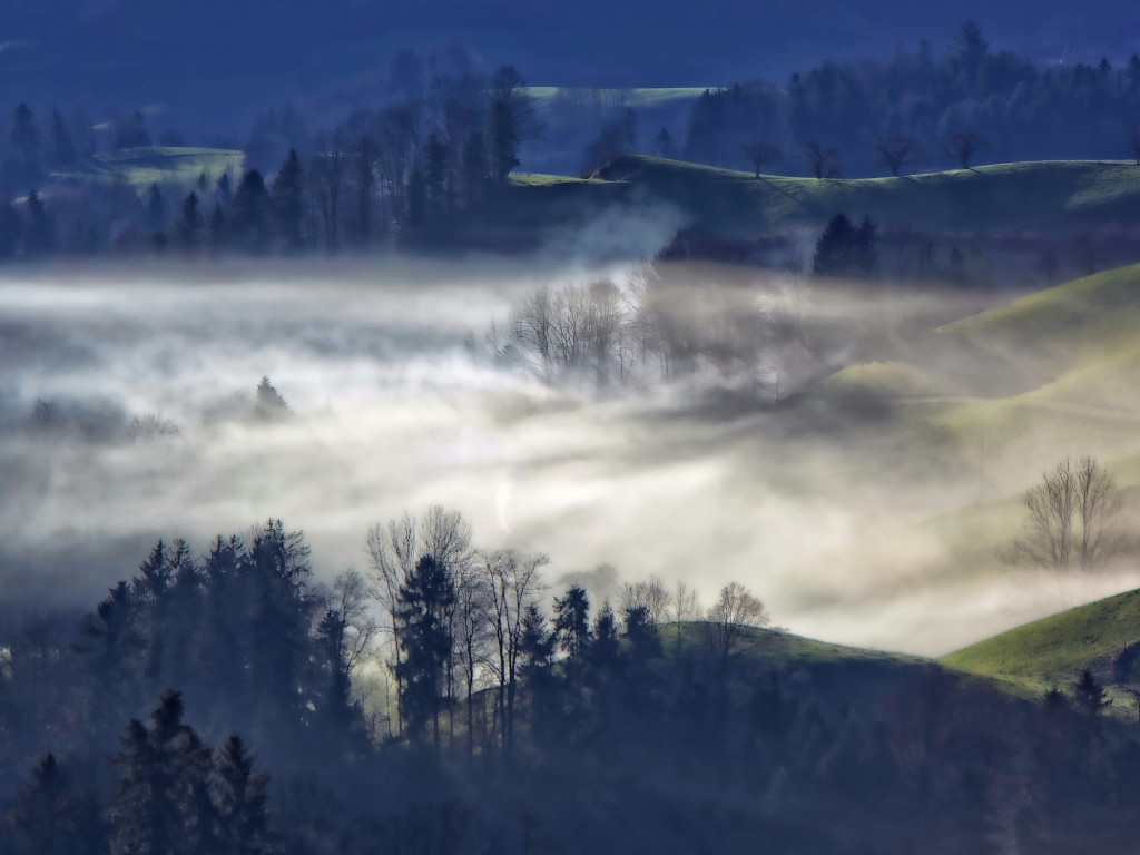 Mgła nad doliną w lesie