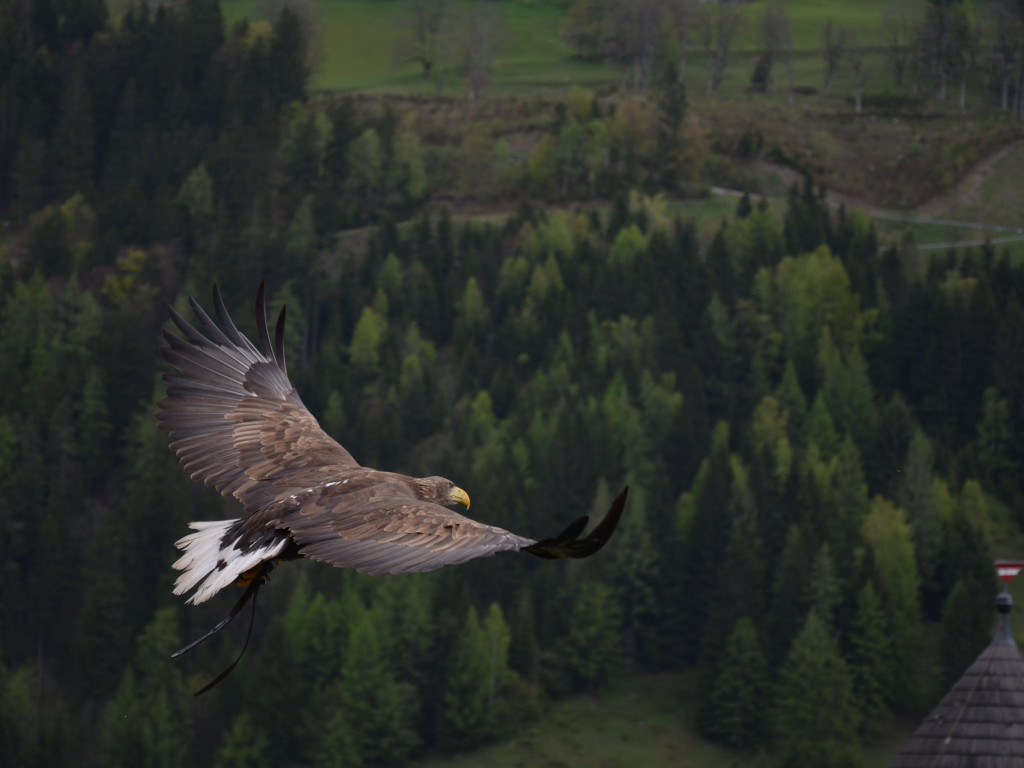 Adler, Ptak drapieżny