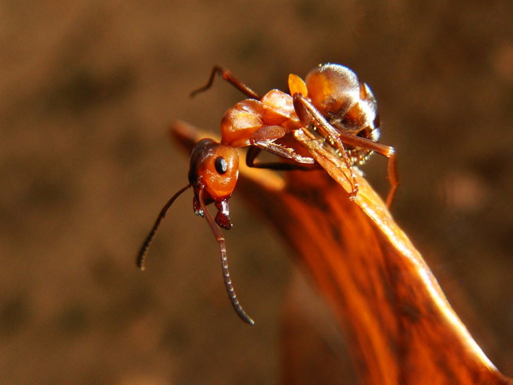 Mrówka w mrowisku