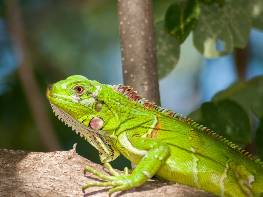 Legwan, Iguana