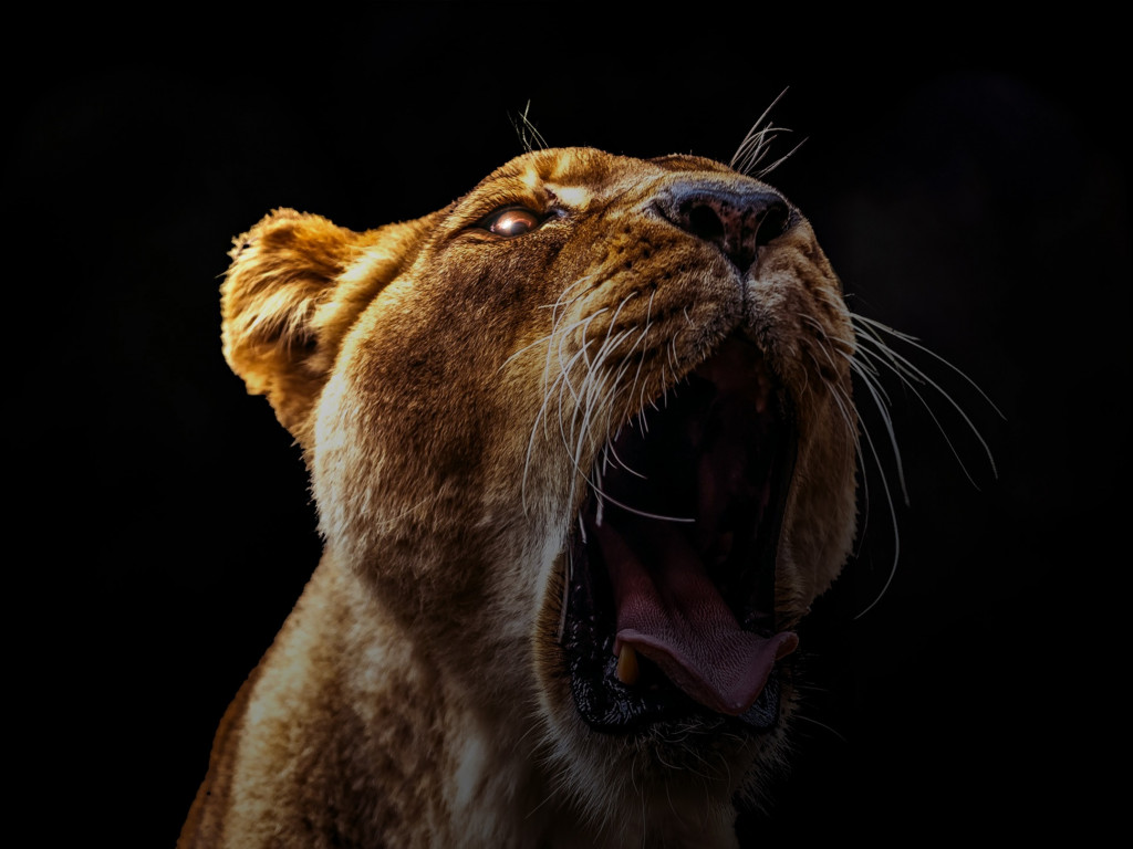 Lew, głowa lwa i zęby