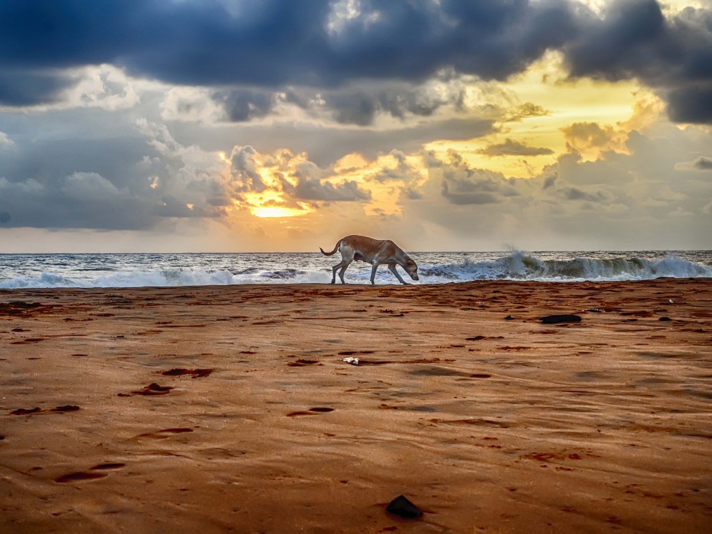 Pies na plaży o wschodzie słońca