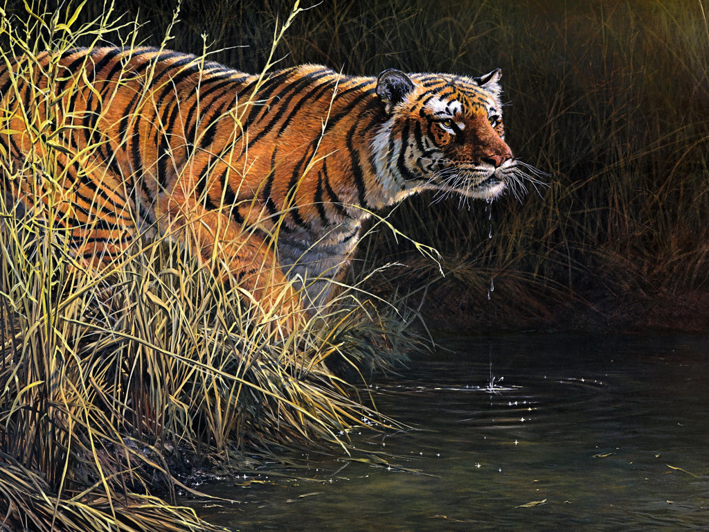 Tygrys 1