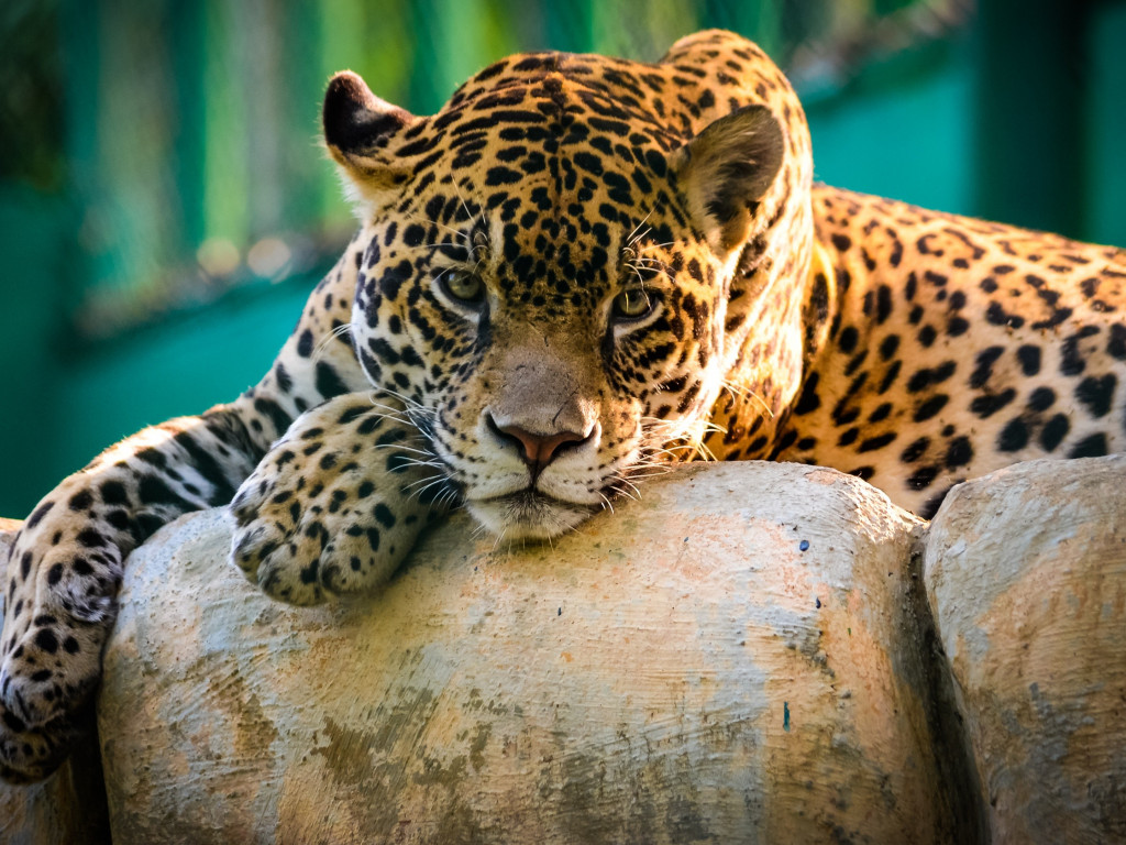 Jaguar (3)