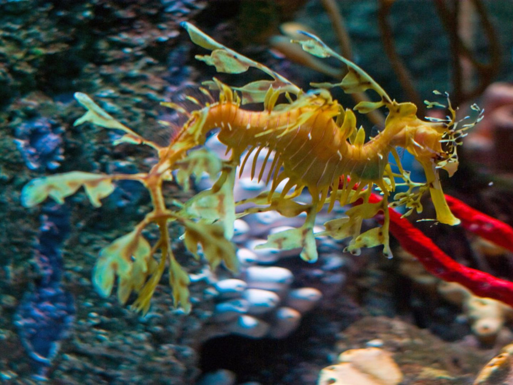 leafy sea dragon