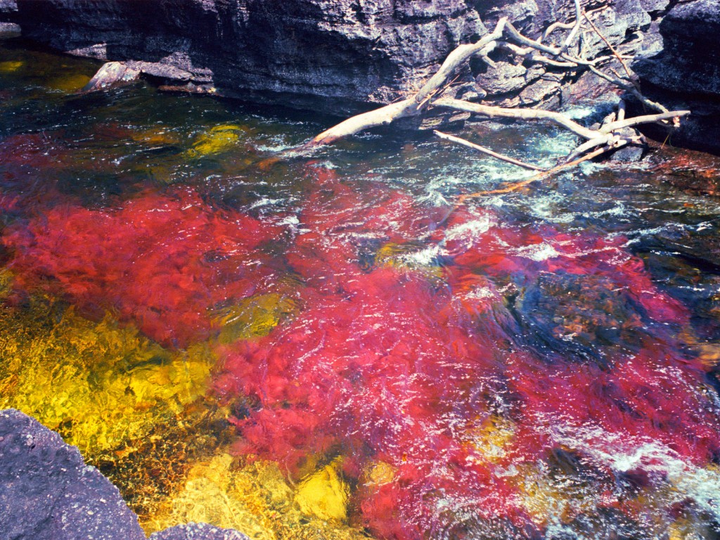 Caño Cristales