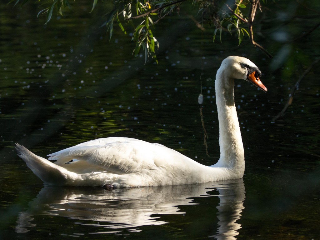 Łabędź