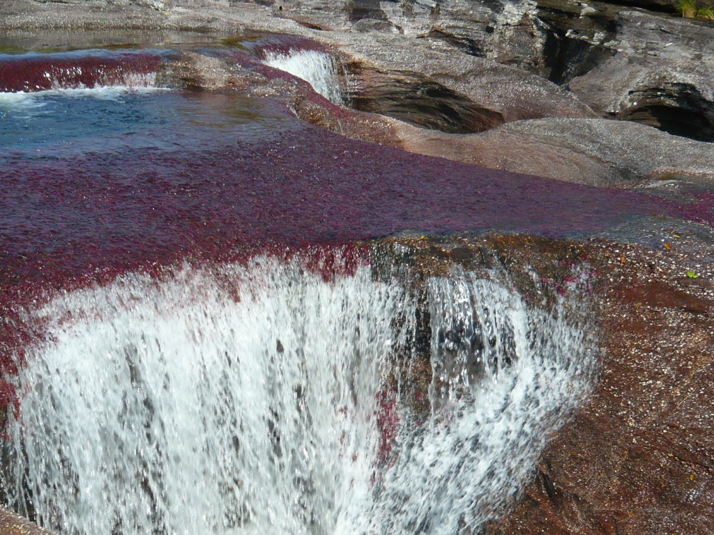 Caño Cristales