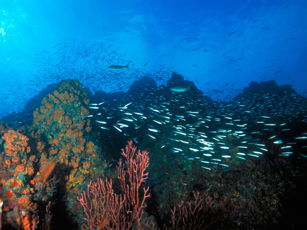 Los Roques Reef, Venezuela.jpg