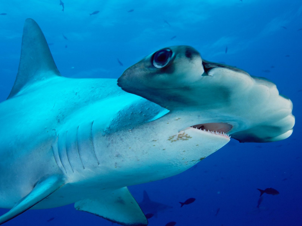 Scalloped Hammerhead.jpg