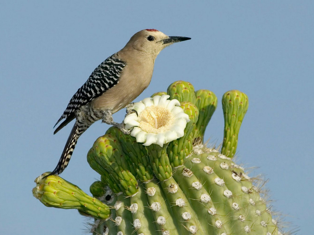 Ptaszek na kaktusie
