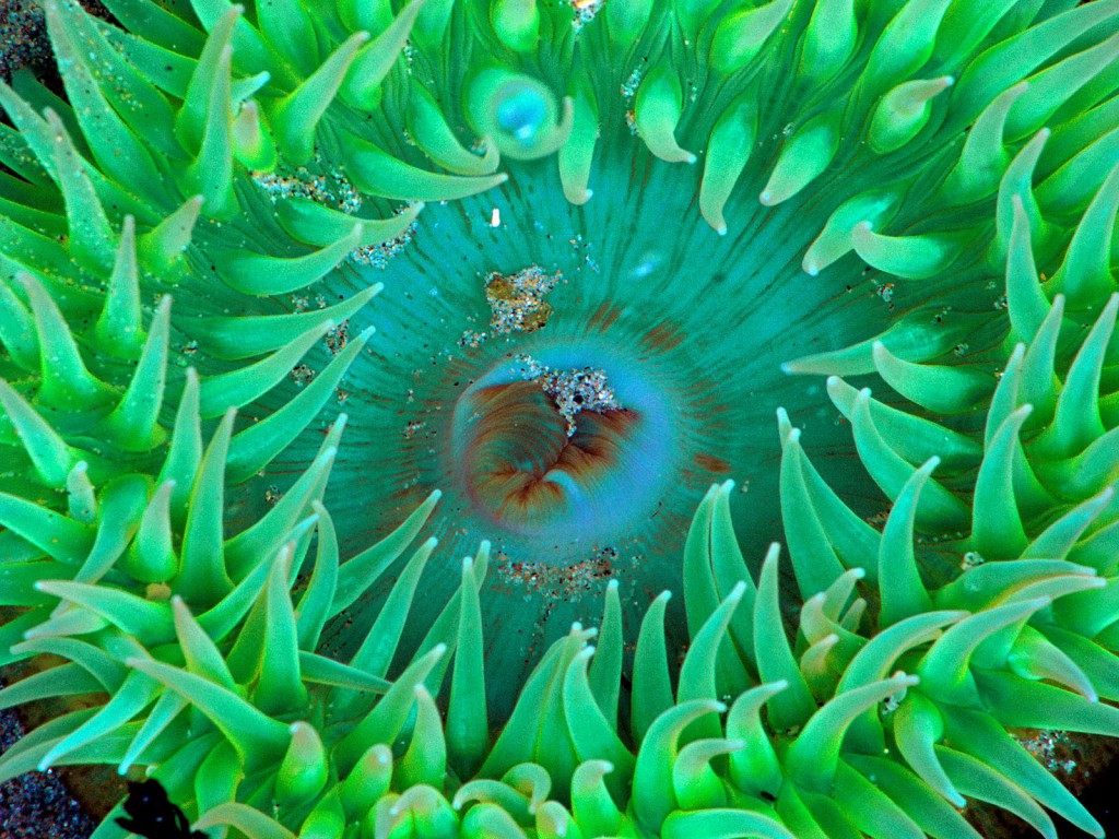 Sea Anemone.jpg