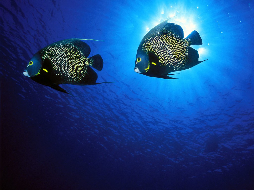 French Angelfish.jpg