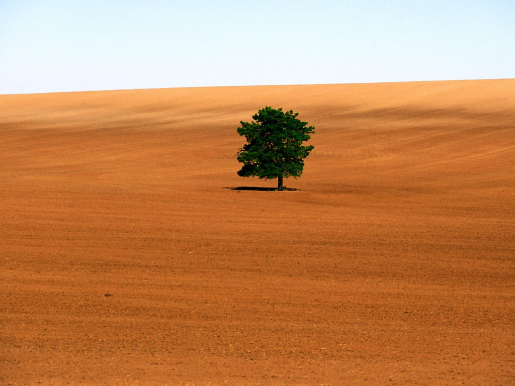 Lone Tree, Victoria.jpg