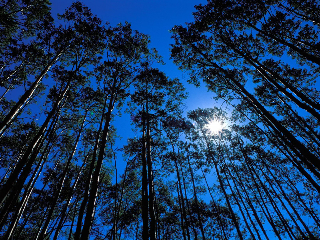 Quaking Aspen Grove, Maroon Bells Wilderness, Colorado.jpg