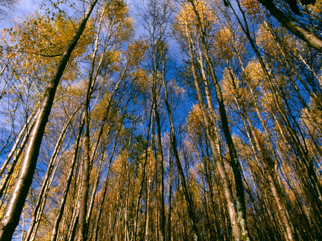 Autumn Aspens, Hidden Lake, Alaska.jpg