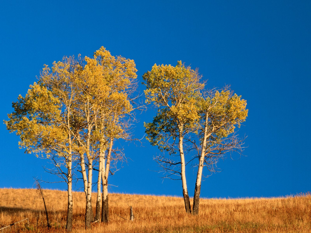 Autumn Aspen Trees and Sunset, Yellowstone National Park, Wyoming.jpg