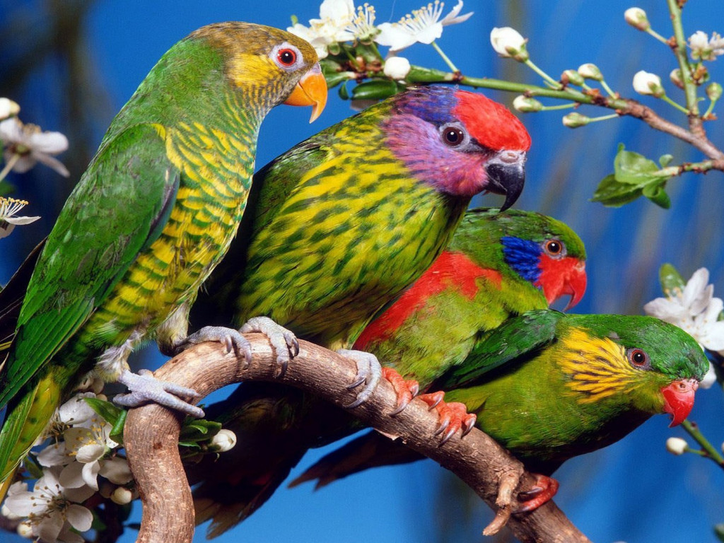 Kolorowe papugi
