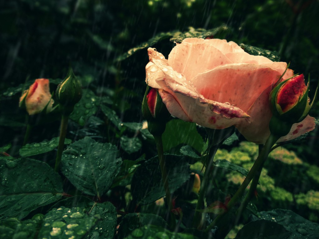 Krzew róży