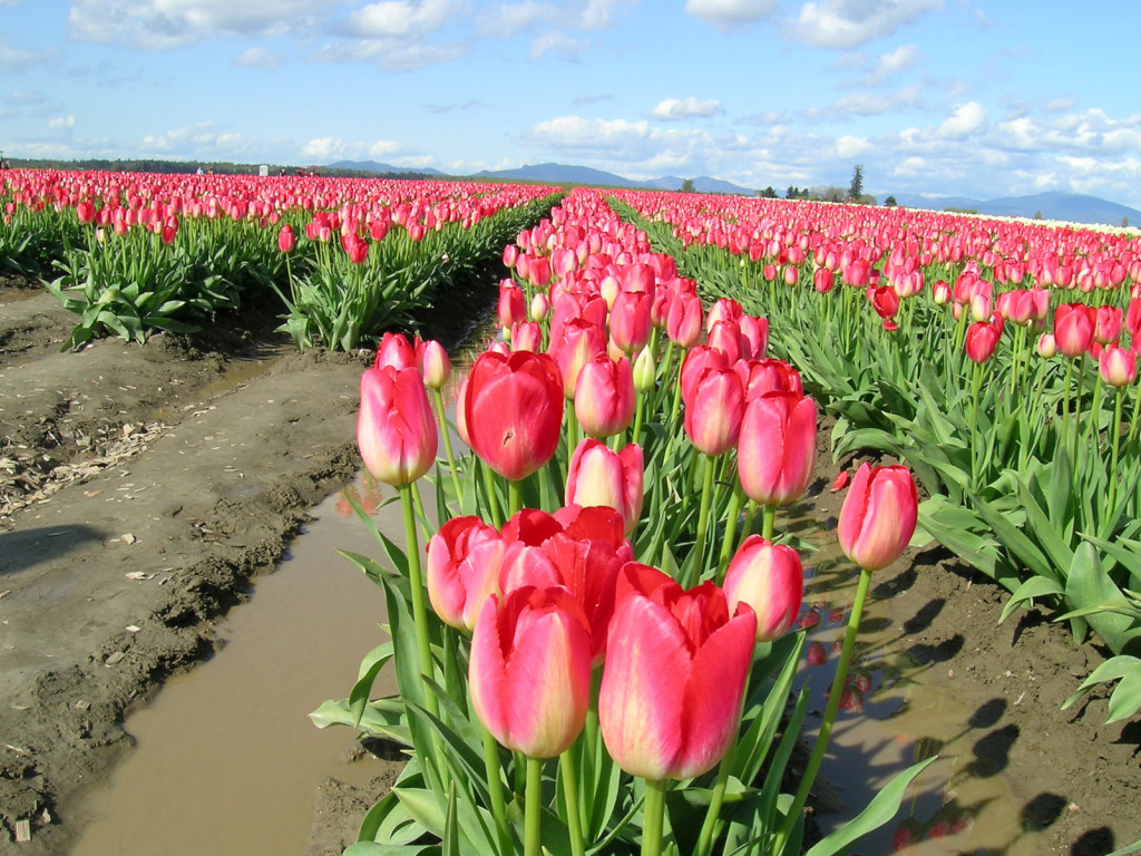 Tulipany (36).jpg