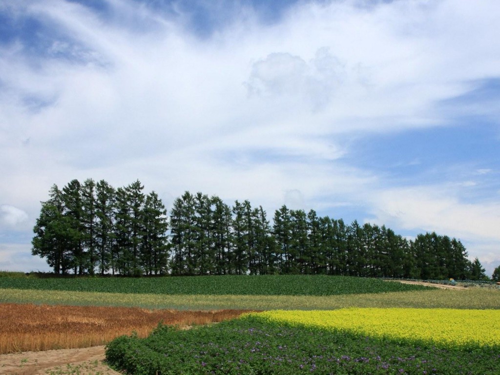 Japonia (2).jpg