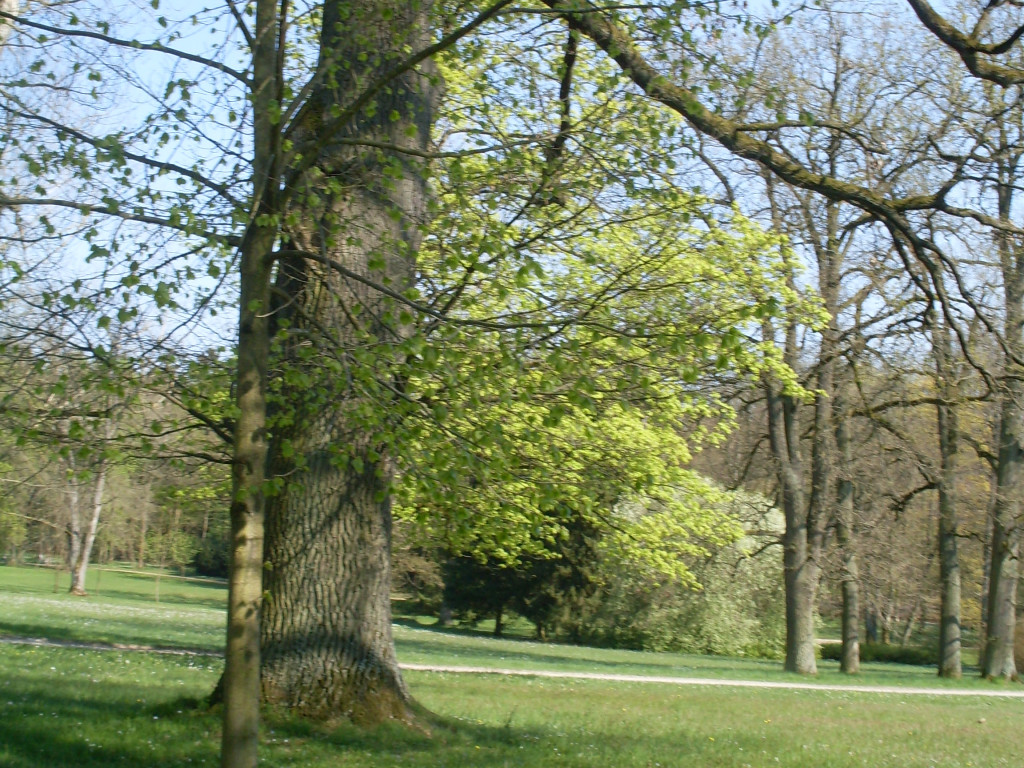 Parkowe drzewo
