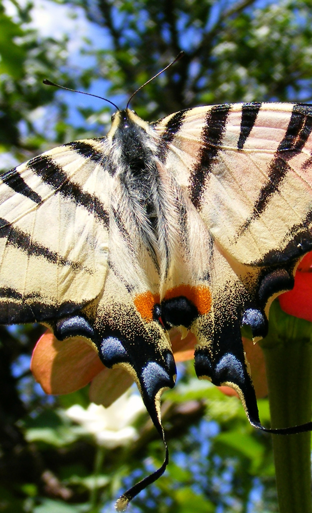 Kolorowy motyl z paziowatych