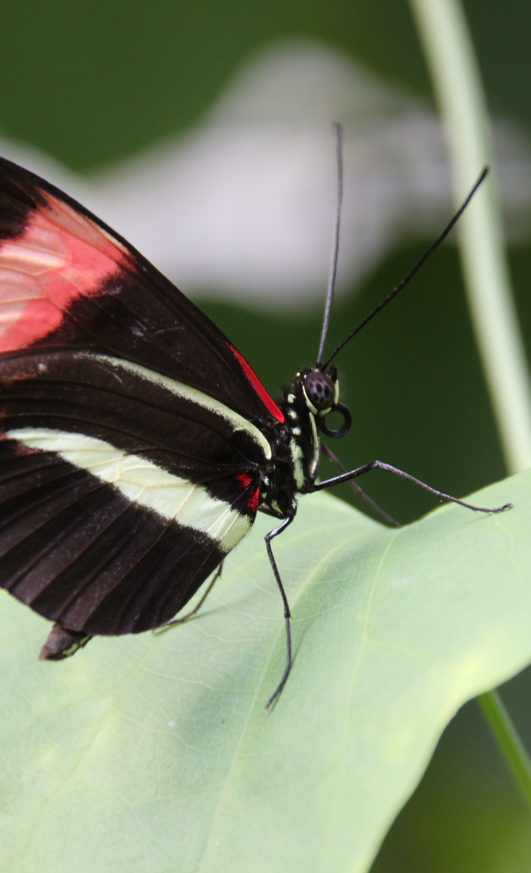 Motyl