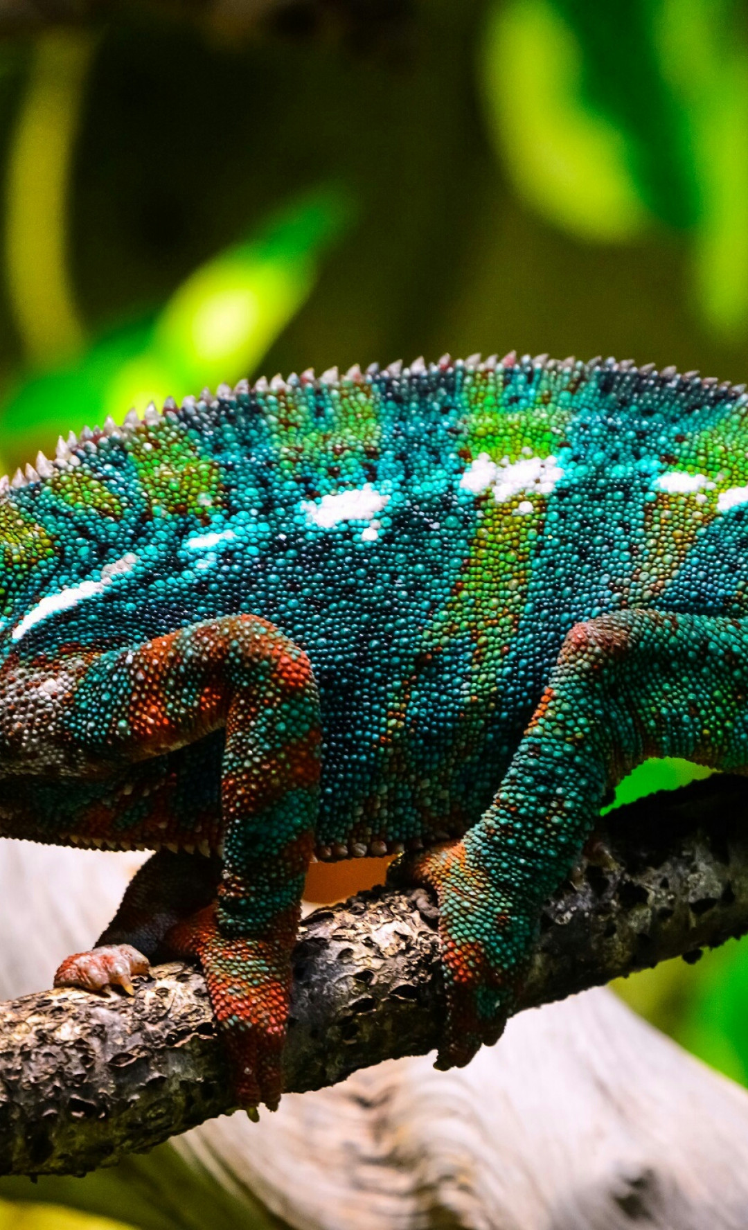 Piękny, kolorowy kameleon