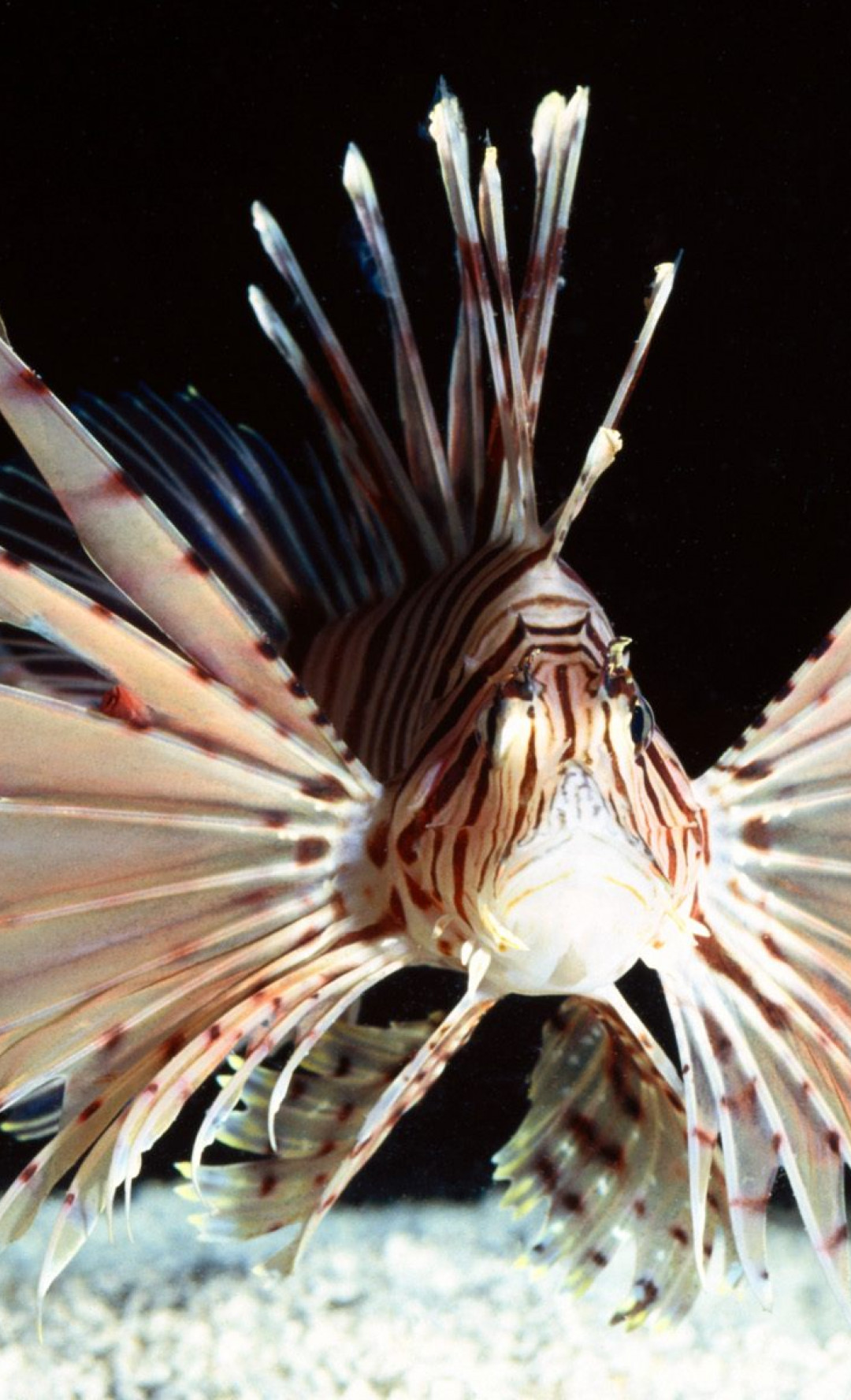 Red Volitans Lionfish, Indo-Pacific.jpg