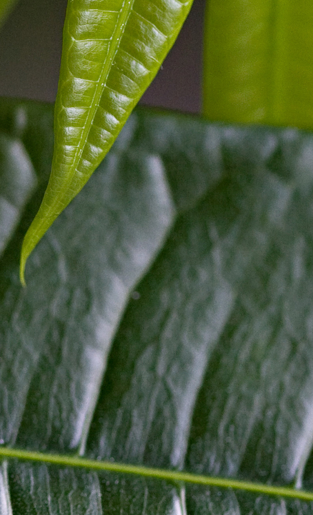 makro-foto-zielone-rosliny (8).jpg