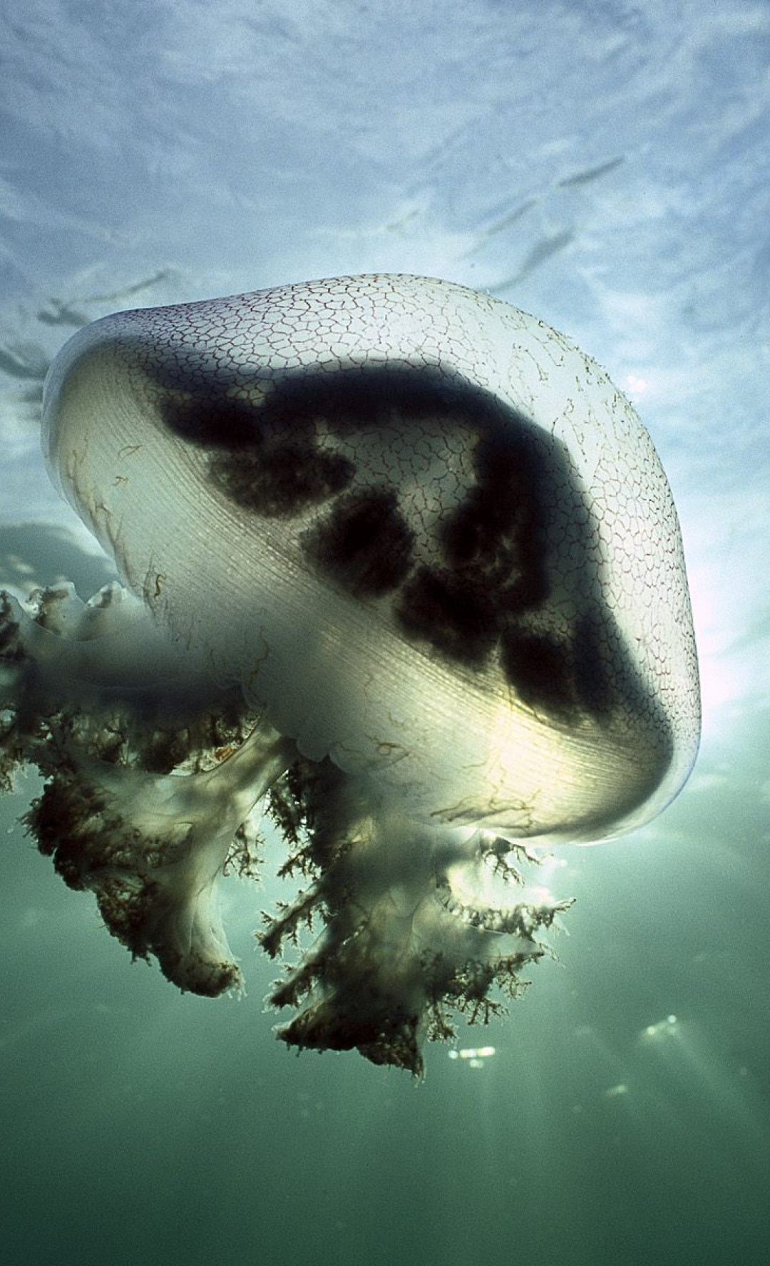 Mauve Stinger Jellyfish, Edithburg, South Australia.jpg