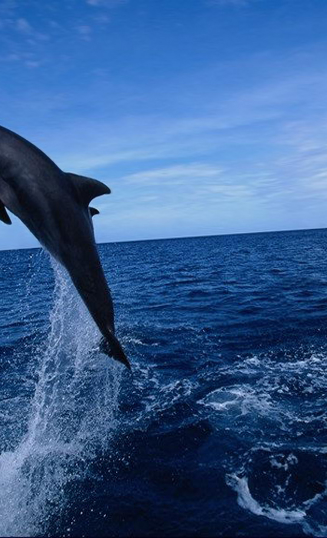 tapety delfiny (65).jpg
