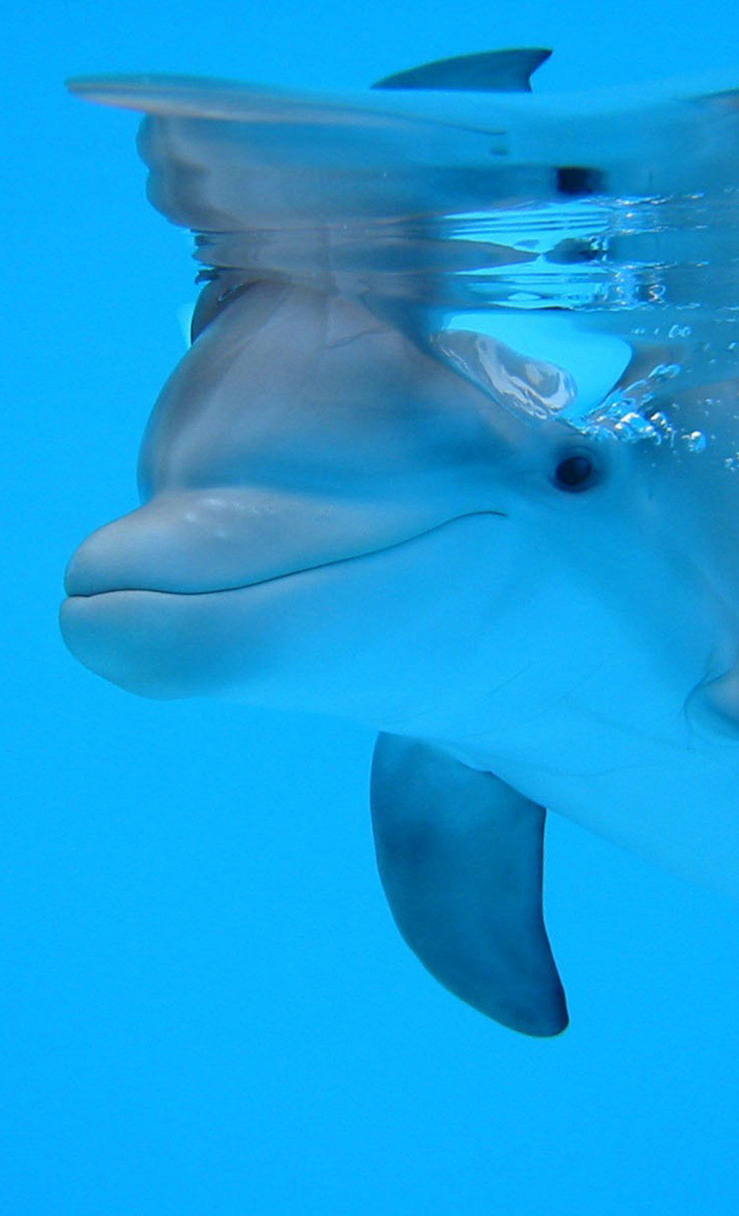 tapety delfiny (19).jpg