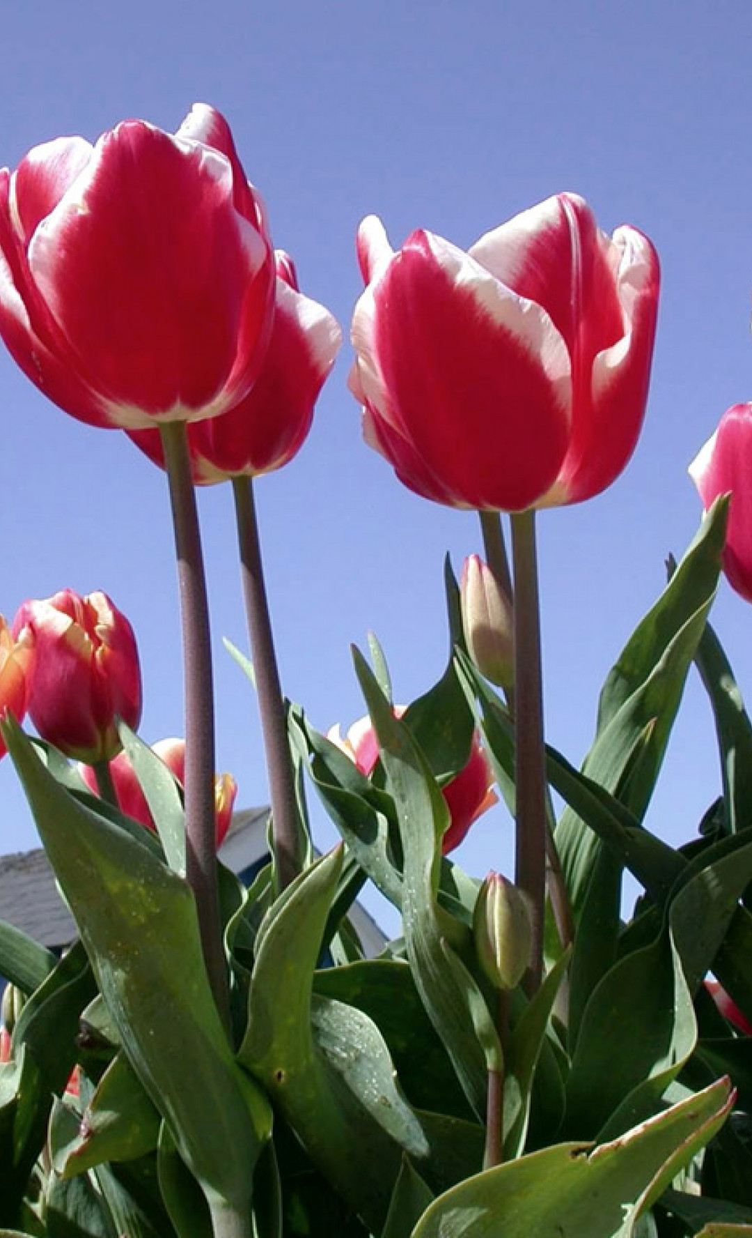 Tulipany (79).jpg