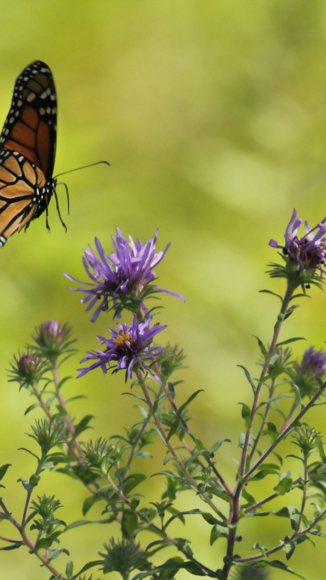 Monarch ląduje na fioletowym kwiatku