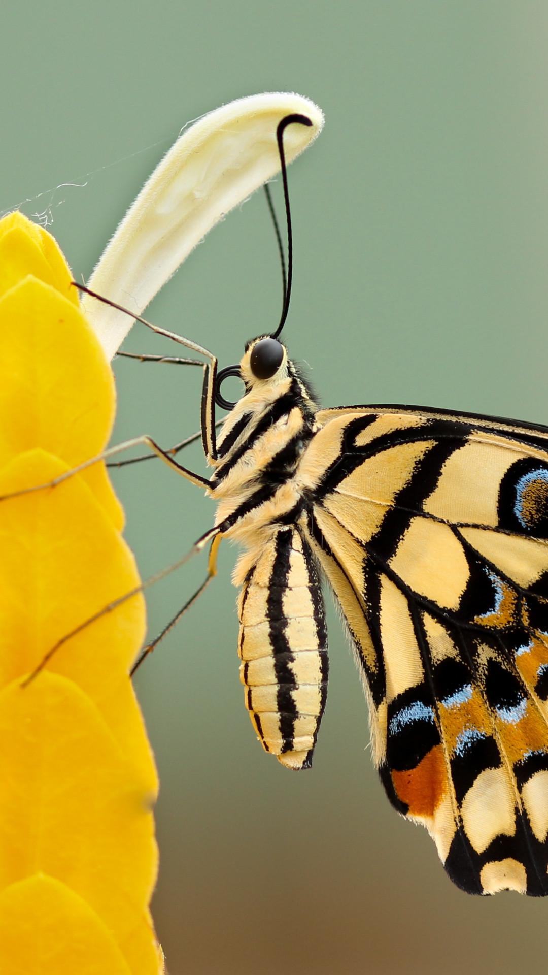 Motyl na żółtych liściach
