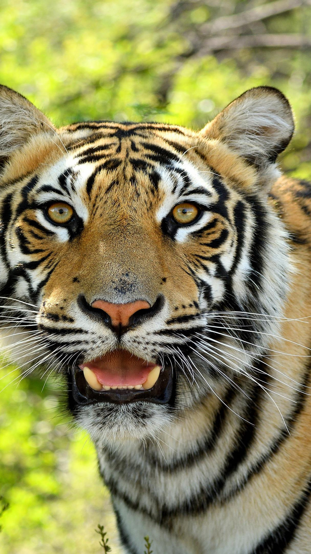 Tygrys 3