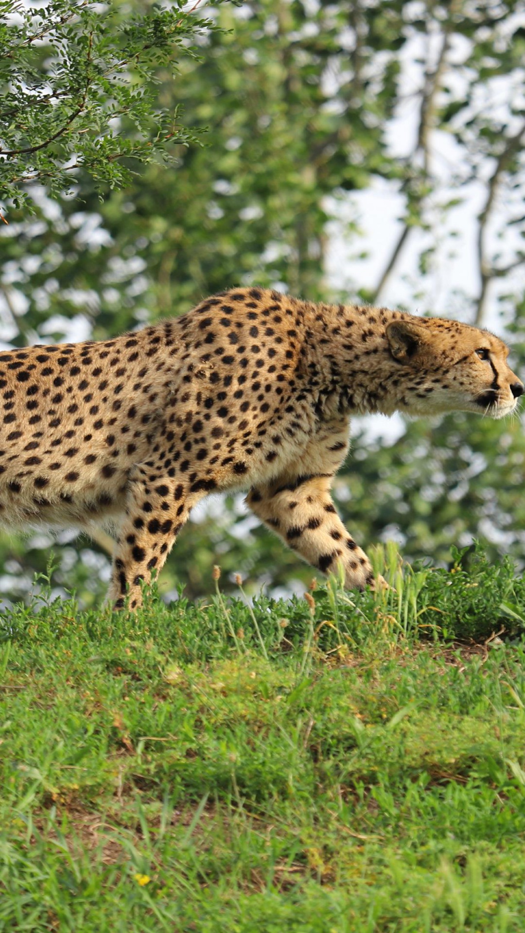 Gepard