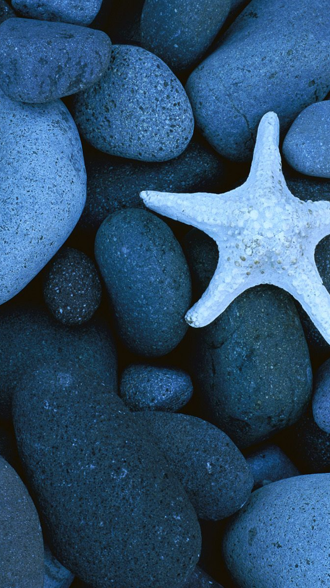 Sea Star on a Rocky Beach, Baja California, Mexico.jpg