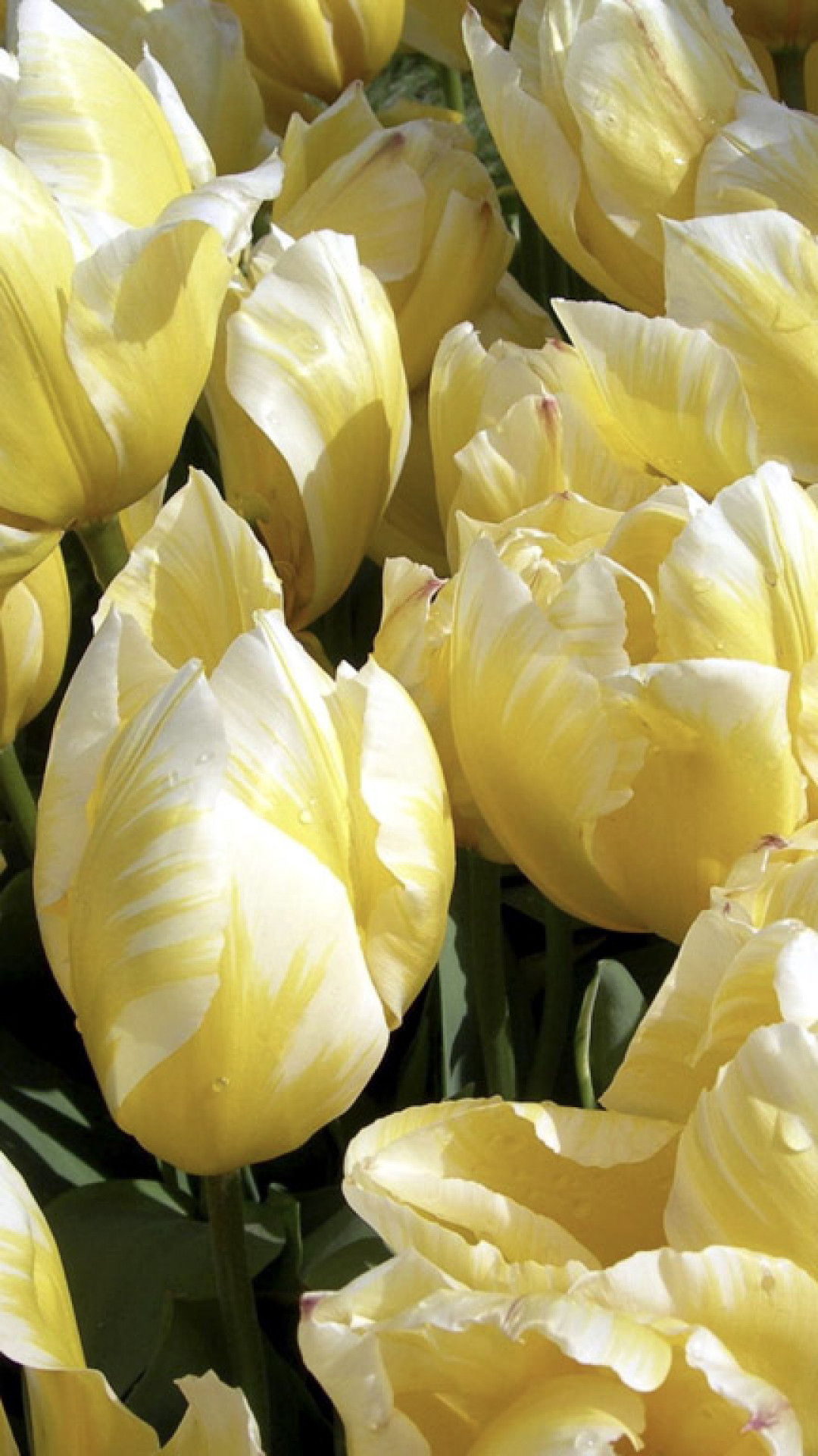 Tulipany (51).jpg