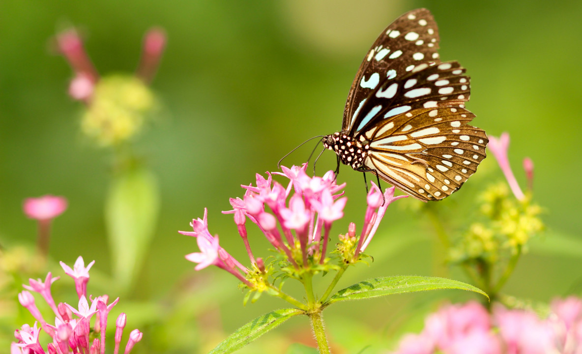 Motyl, Piękny, Spija nektar z różowego kwiatka