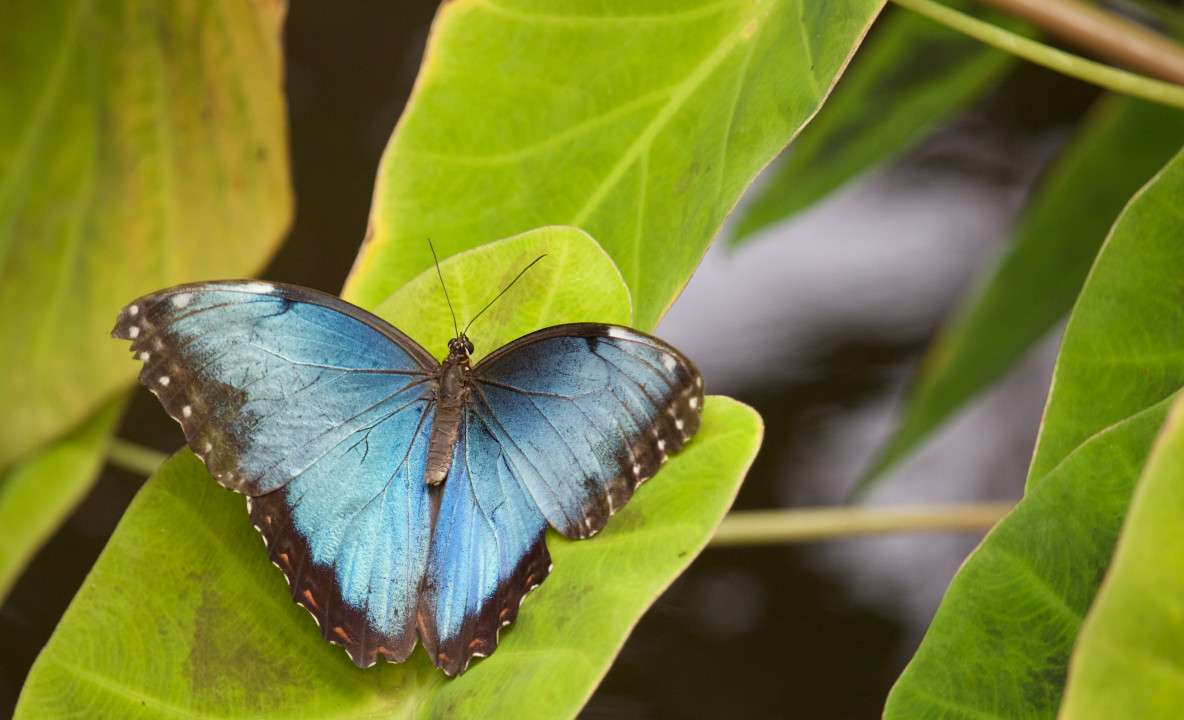 Morpho Menelaus na liściu