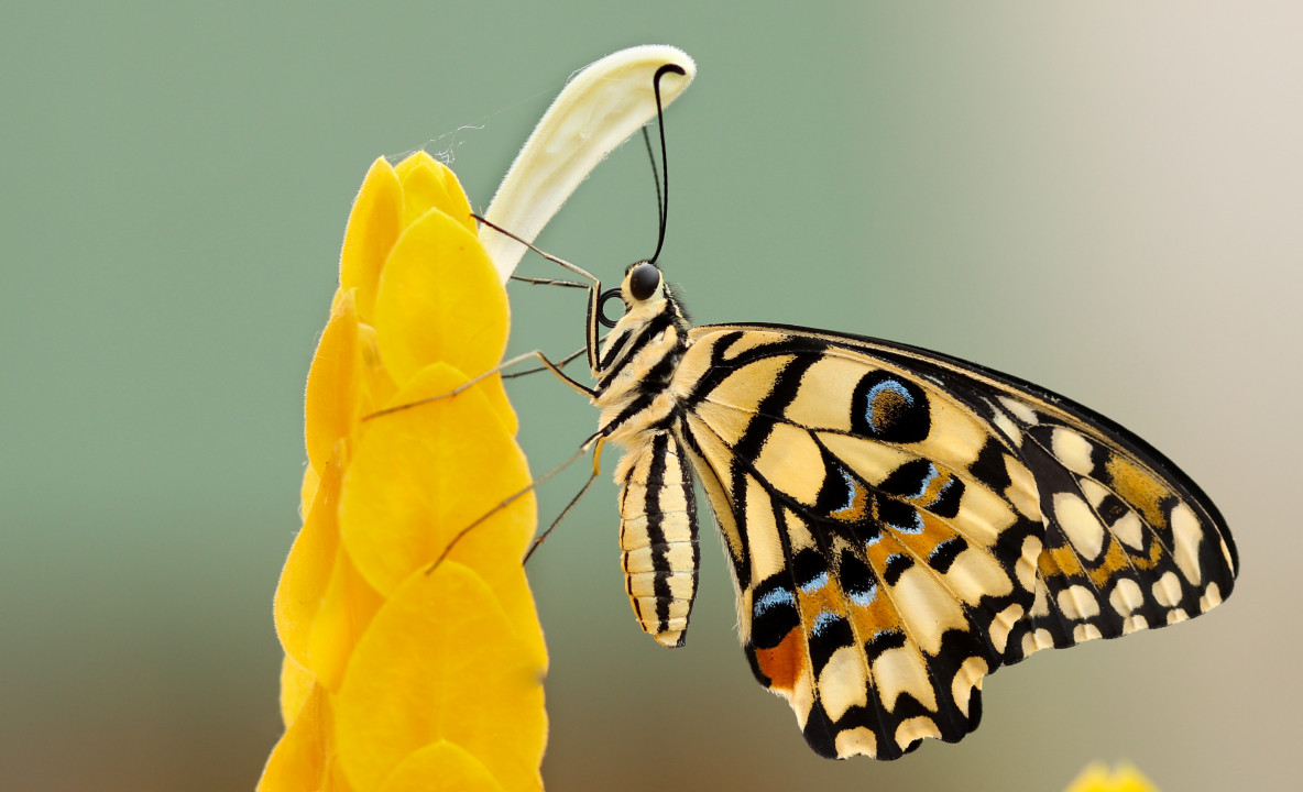 Motyl na żółtych liściach