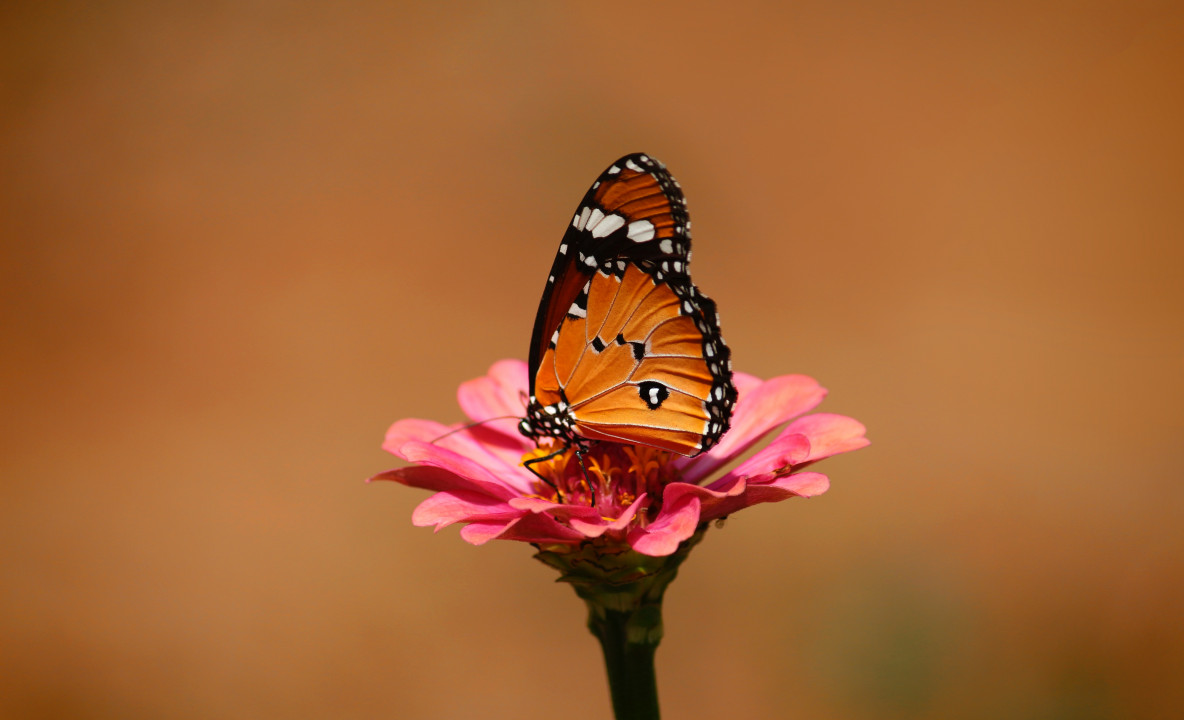 Monarch na różowym kwiatku spija nektar