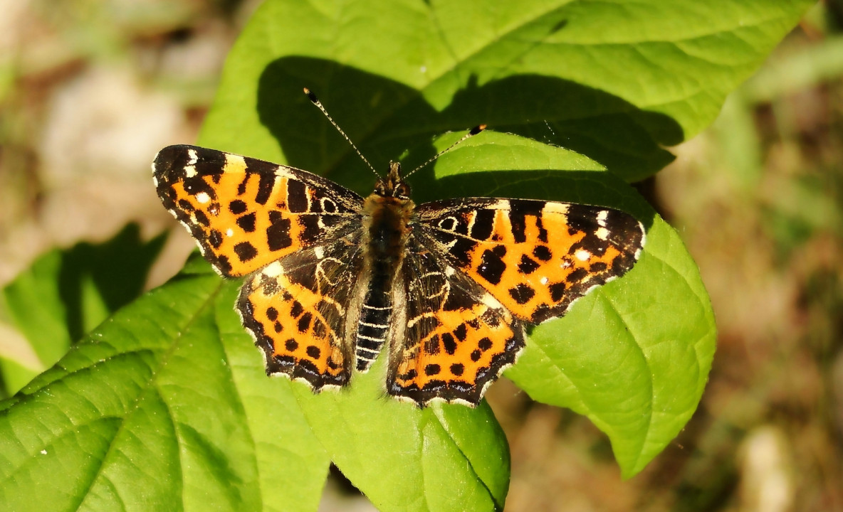 Rusałka kratkowiec forma wiosenna