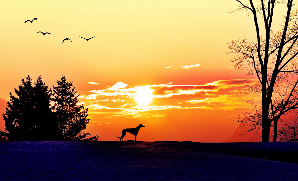 Pies i zachód słońca w górach zimą, Malarstwo